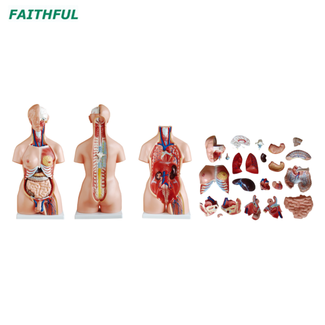 XC-204Series 85CM Unisex/Tri-sex Torso 23 Parts
