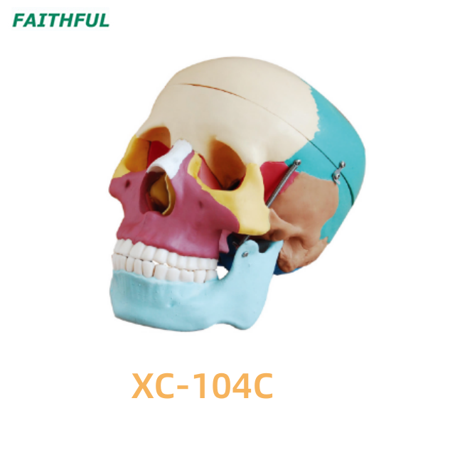 Skull Model XC-104 Series