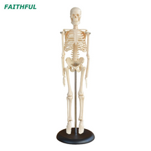 XC-103 45CM Mini Skeleton