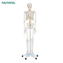 XC-101 Life-Size Skeleton 180CM Tall