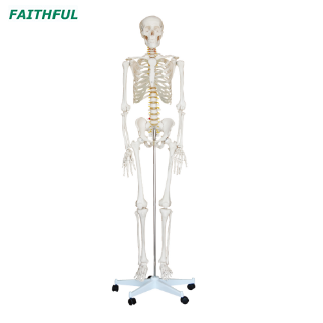 XC-101 Life-Size Skeleton 180CM Tall