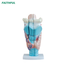 XC-301 Magnified Human Larynx Model