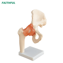 XC-110 Life-Size Hip Joint