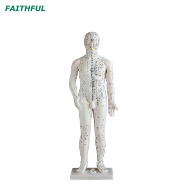 XC-500Series Acupuncture Model 46CM/48CM/50CM/60CM/70CM (Male/Female)