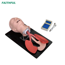 XC-407Series Human Trachea Intubation Model
