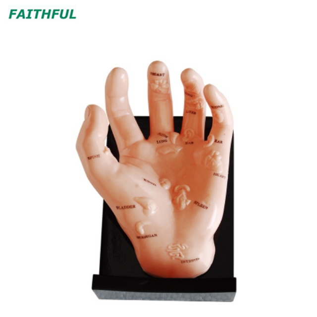XC-500Series Hand Model