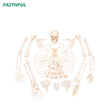 XC-130Series Disarticulated Skeleton with Skul/Painted Muscles