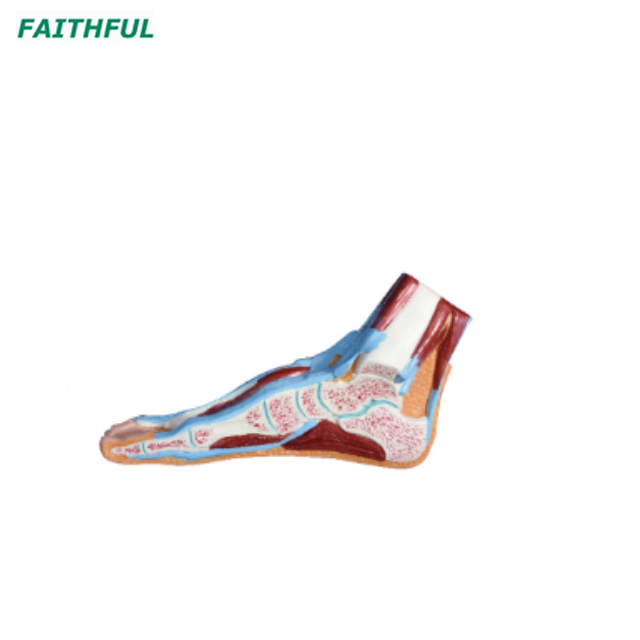  XC-326 Series Foot Anatomical Model