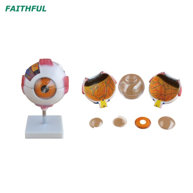 XC-316 Series Eye Model