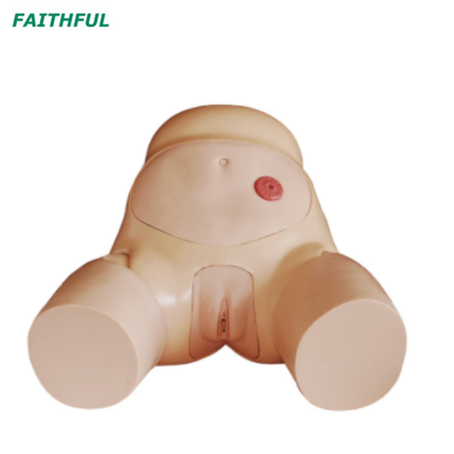XC-408 Series Urethral Catheterization Simulator