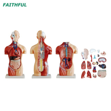XC-207 42CM Sexless Torso 18 Parts