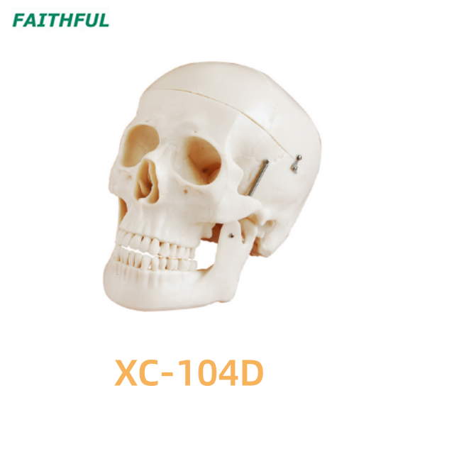 Skull Model XC-104 Series