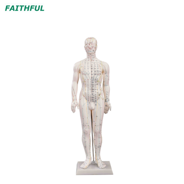 XC-500Series Acupuncture Model 46CM/48CM/50CM/60CM/70CM (Male/Female)