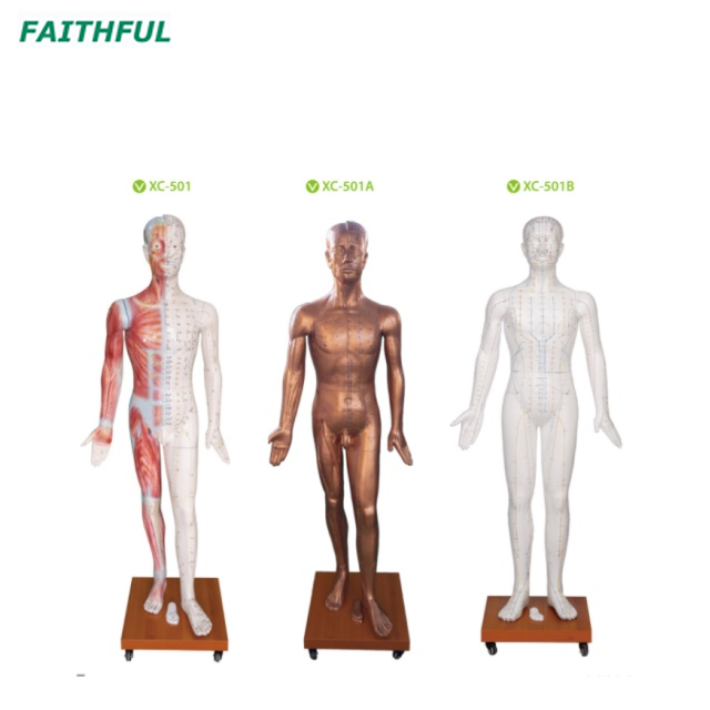 XC-501Series Deluxe Acupuncture Model 178CM