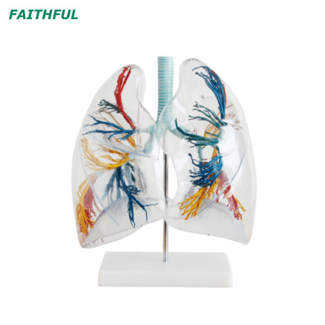 XC-330 Model of theTransparent Lung Segment