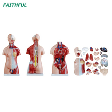 XC-205 45CM Unisex Torso 23 Parts