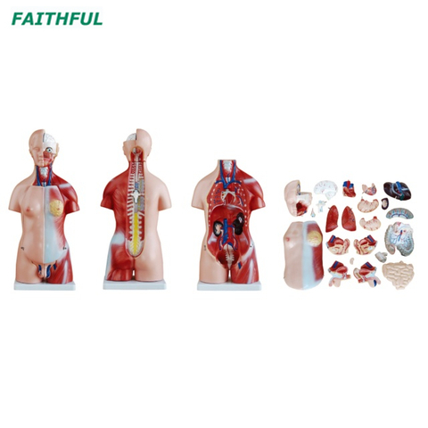 XC-205 45CM Unisex Torso 23 Parts