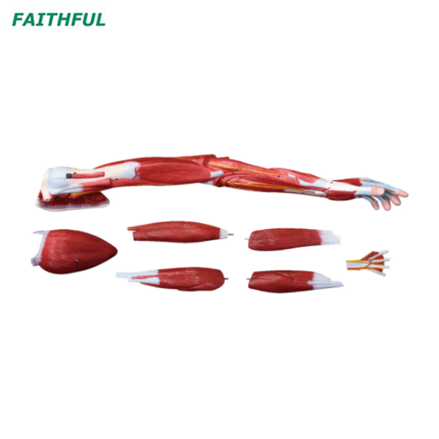 XC-336 Muscle of Human Arm (7 Parts)