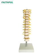 XC-120 Thoracic Spinal Column