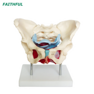XC-125 Female Pelvic Muscles and Organs