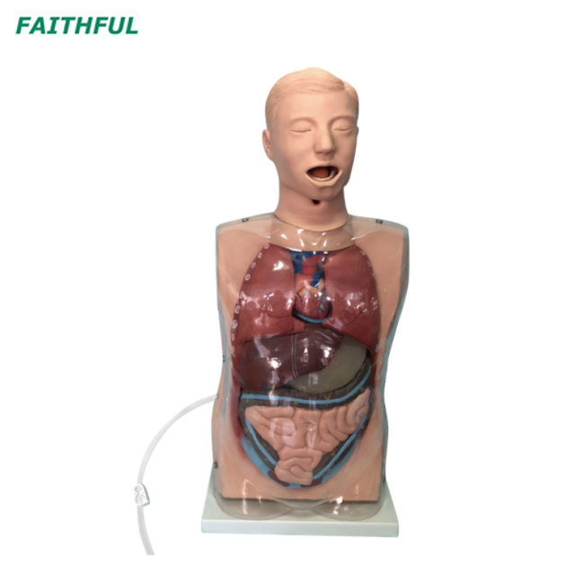 XC-405Series Transparent Gastric Lavage Model