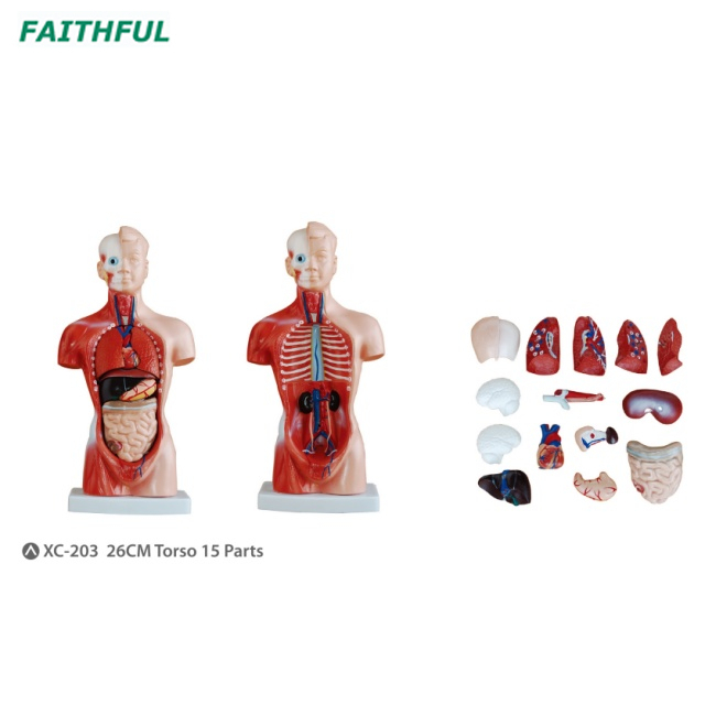 XC-201/XC-203 85CM/26CM Male Torso 19/15 Parts