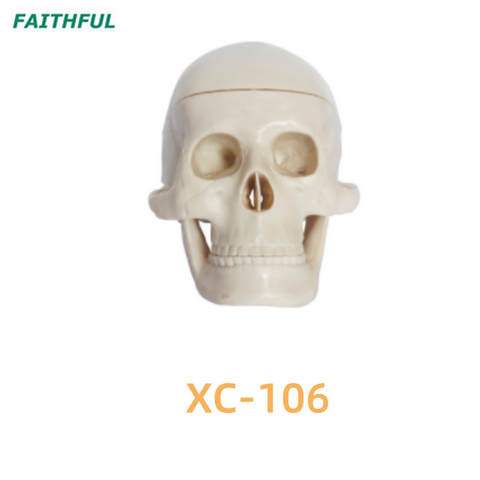 XC-106 Miniature Plastic Skull