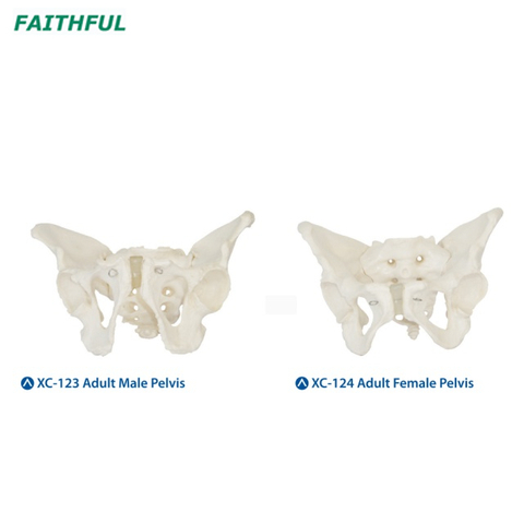 Male/Female Pelvis