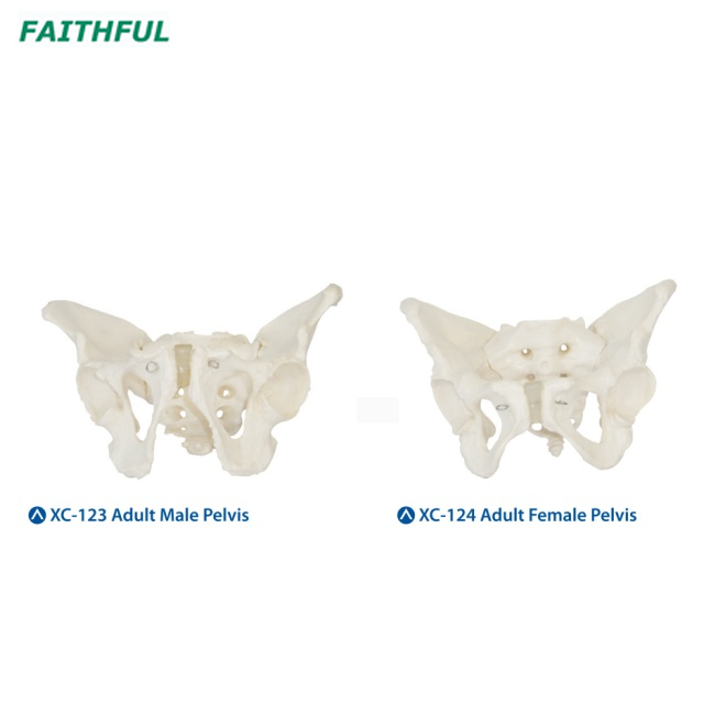 Male/Female Pelvis