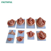 XC-414 Series The Development Process for Fetus