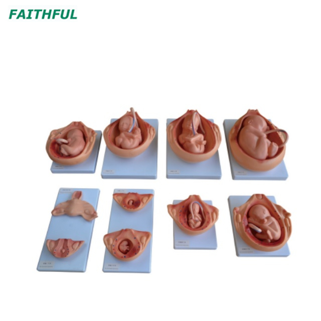 XC-414 Series The Development Process for Fetus