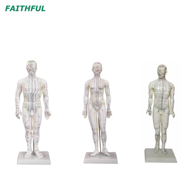XC-500Series Acupuncture Model 46CM/48CM/50CM/60CM/70CM (Male/Female)