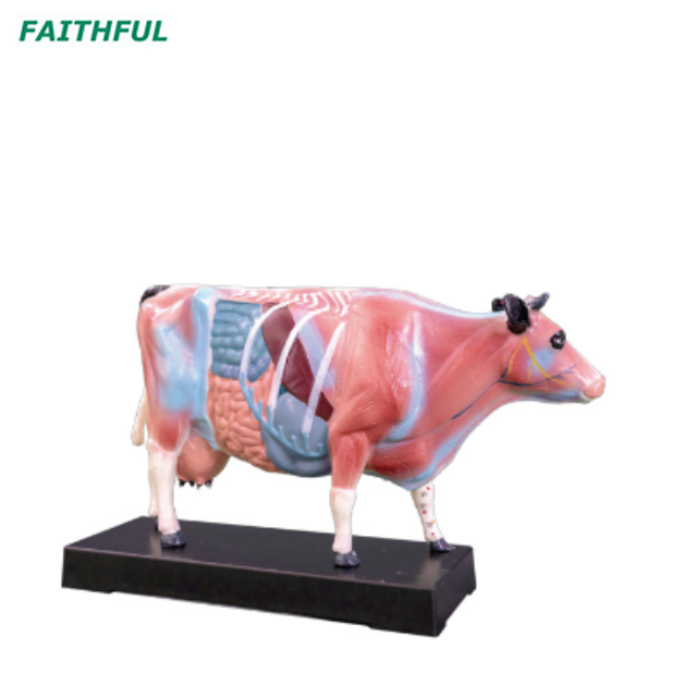 XC-600Series Animal Acupuncture Model