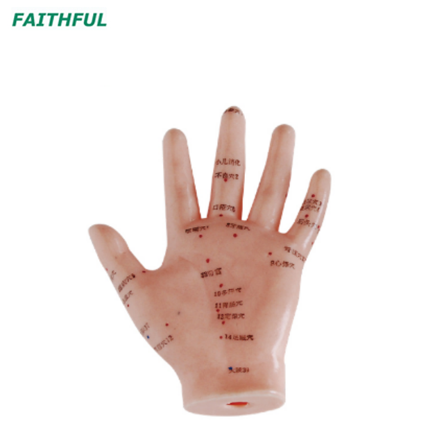 XC-500Series Hand Model