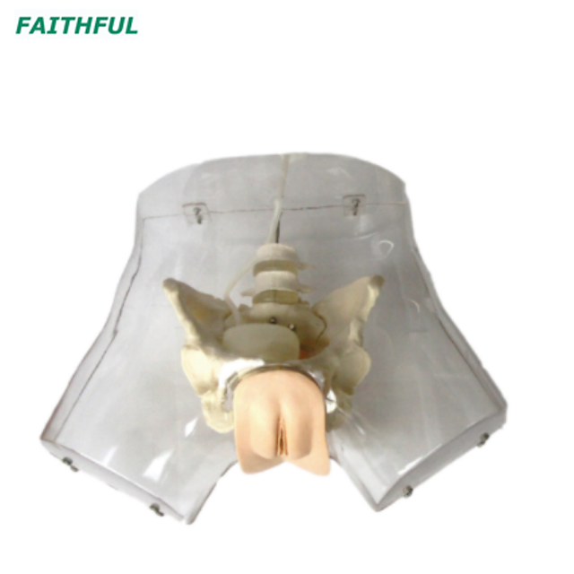XC-408 Series Urethral Catheterization Simulator
