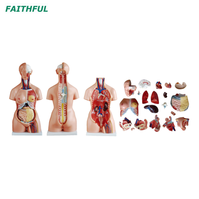 XC-204Series 85CM Unisex/Tri-sex Torso 23 Parts