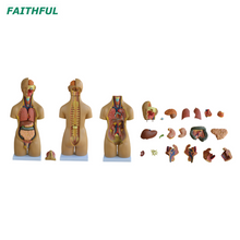 XC-209 55CM Unisex Torso 20 Parts