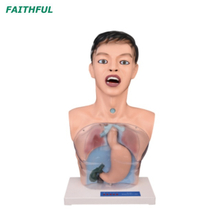 XC-405Series Transparent Gastric Lavage Model