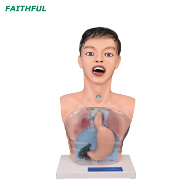 XC-405Series Transparent Gastric Lavage Model