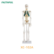 85CM Skeleton with Nerves XC-102A/B/C