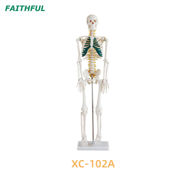 85CM Skeleton with Nerves XC-102A/B/C