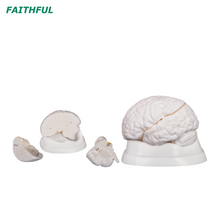 XC-304 Series Brain Model