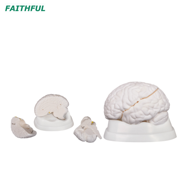 XC-304 Series Brain Model