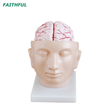 XC-318 Series Brain Model