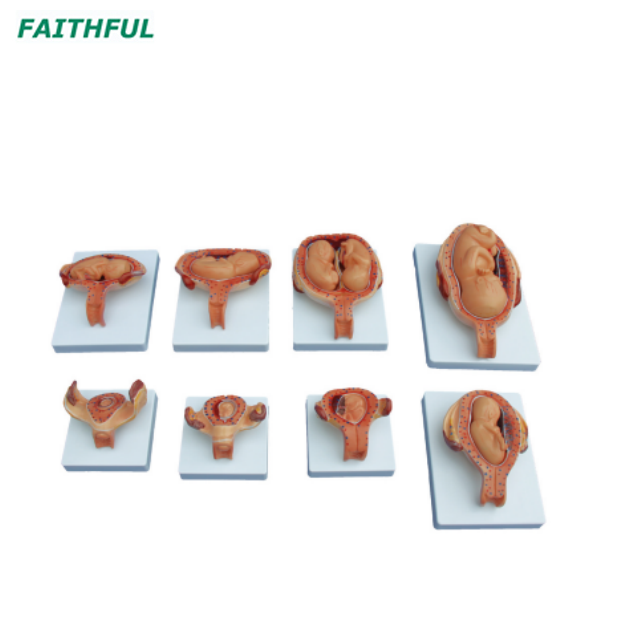 XC-414 Series The Development Process for Fetus