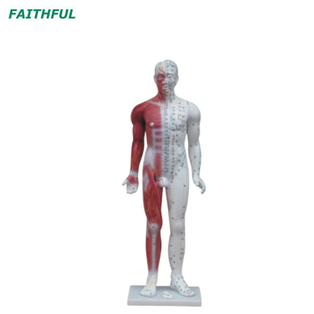 XC-500Series Deluxe Acupuncture（&Muscle） Model