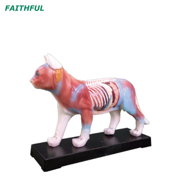 XC-600Series Animal Acupuncture Model