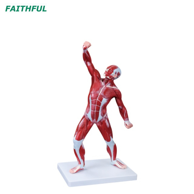 XC-335 50CM Human Muscle Model Male (1 Part)